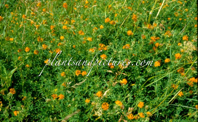 Medicago varia