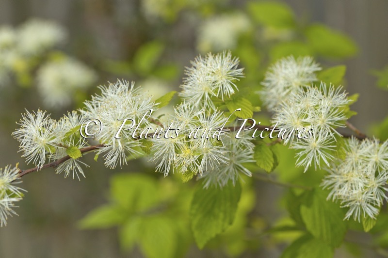 Neviusia alabamensis