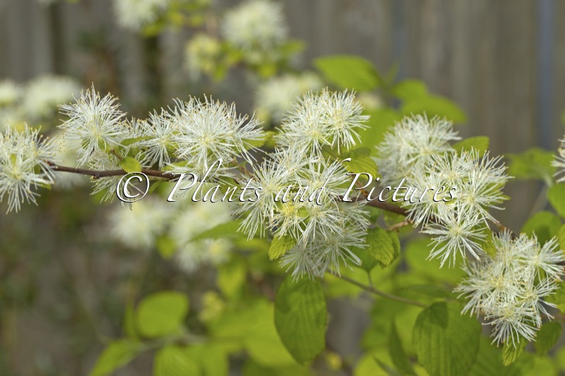 Neviusia alabamensis