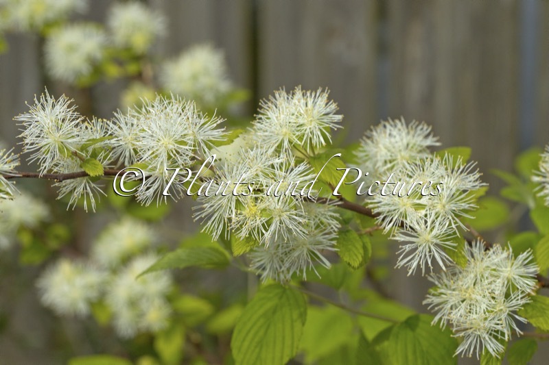 Neviusia alabamensis