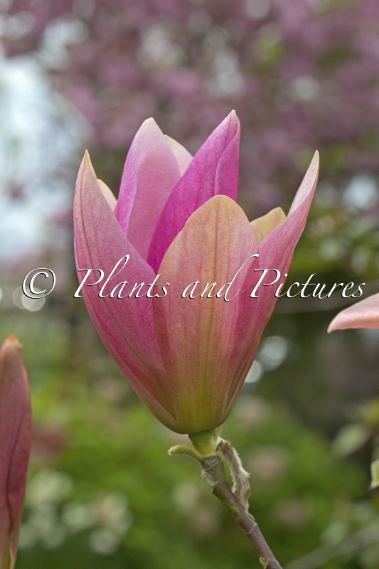 Magnolia ‘Daybreak’
