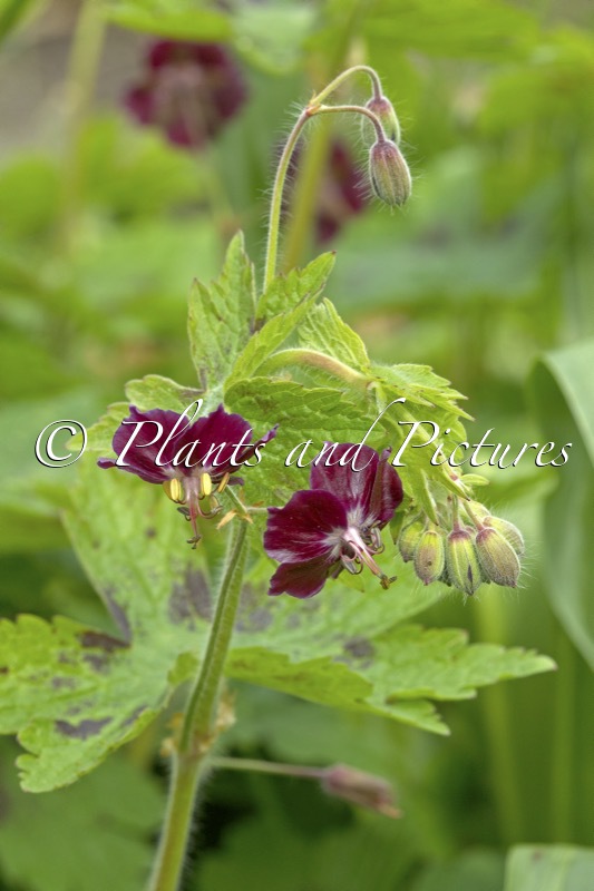 Geranium phaeum ‘Samobor’