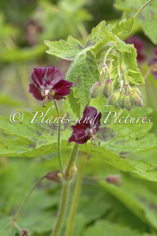 Geranium phaeum ‘Samobor’