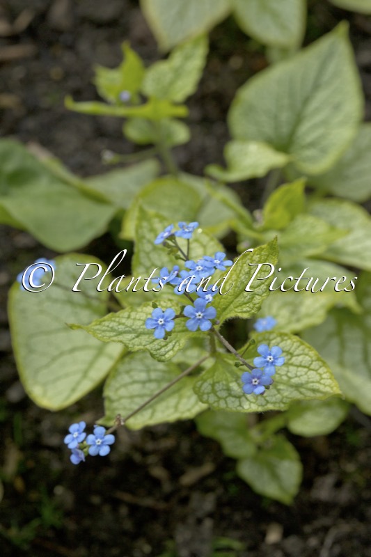 Brunnera macrophylla ‘Jacks Gold’