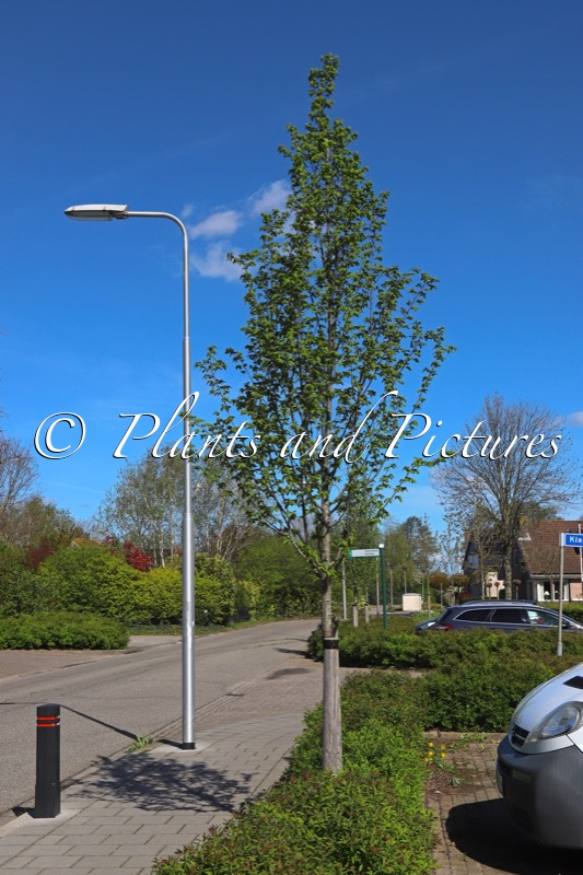 Carpinus betulus ‘Lucas’