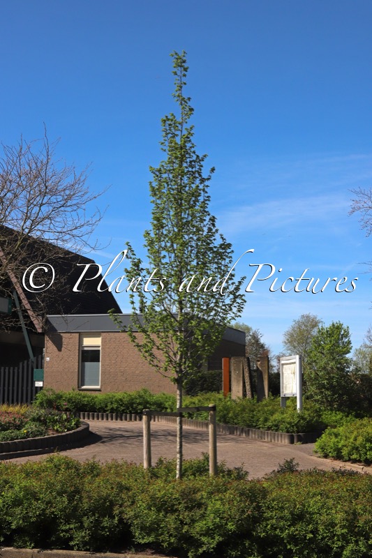 Carpinus betulus ‘Lucas’