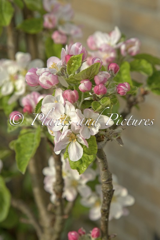 Malus domestica ‘Maypole’ (BALLERINA)