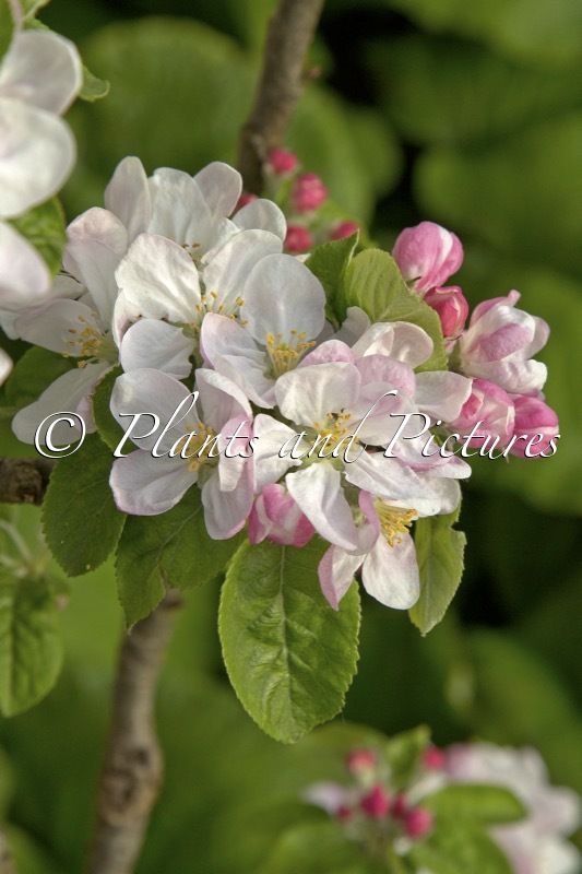 Malus domestica ‘Maypole’ (BALLERINA)