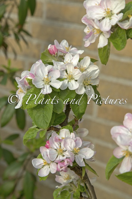 Malus domestica ‘Maypole’ (BALLERINA)