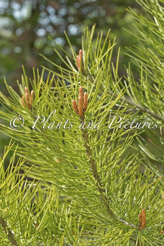 Pinus bungeana