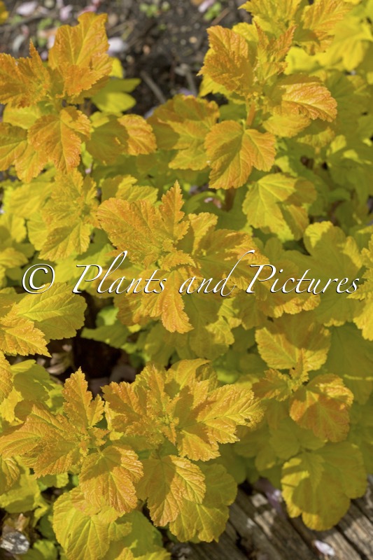 Physocarpus opulifolius ‘Dart’s Gold’
