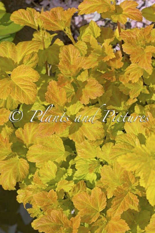 Physocarpus opulifolius ‘Dart’s Gold’
