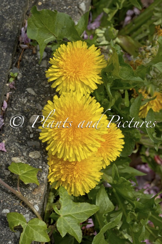Taraxacum officinale