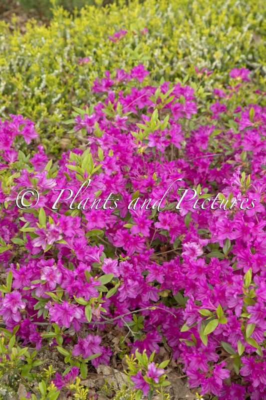 Rhododendron ‘Blue Danube’