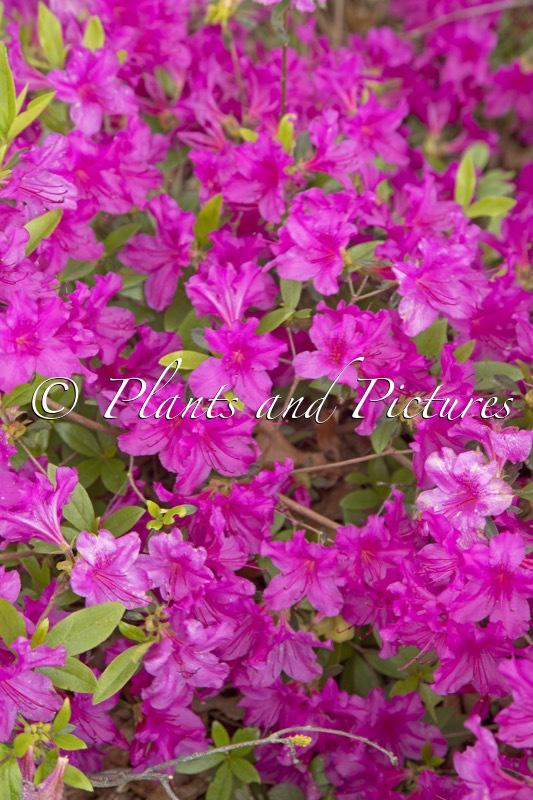 Rhododendron ‘Blue Danube’