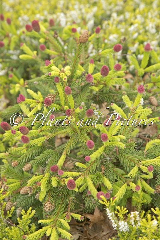 Picea abies ‘Pusch’