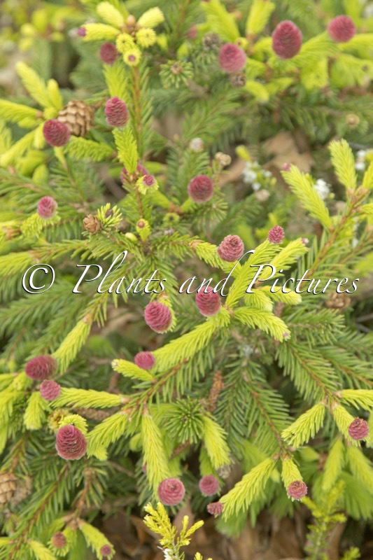Picea abies ‘Pusch’