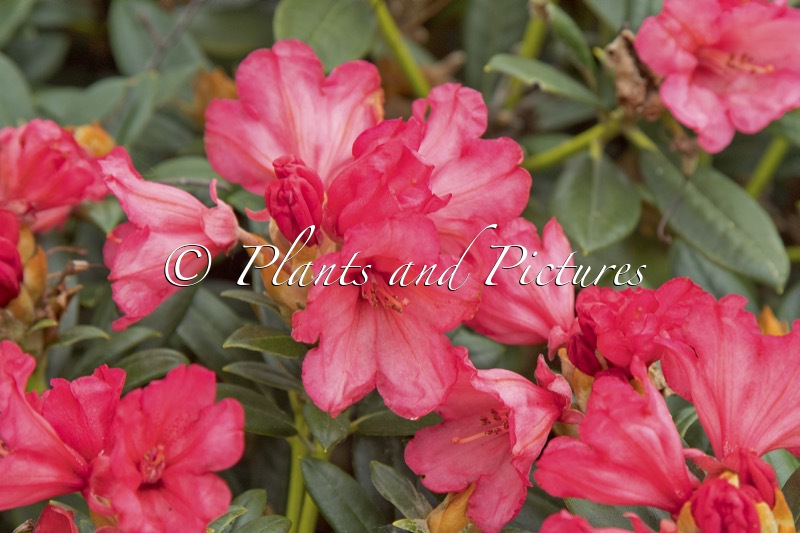 Rhododendron ‘Bambi’