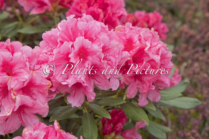 Rhododendron ‘Hydon Dawn’