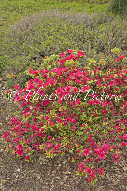 Rhododendron ‘Moederkensdag’