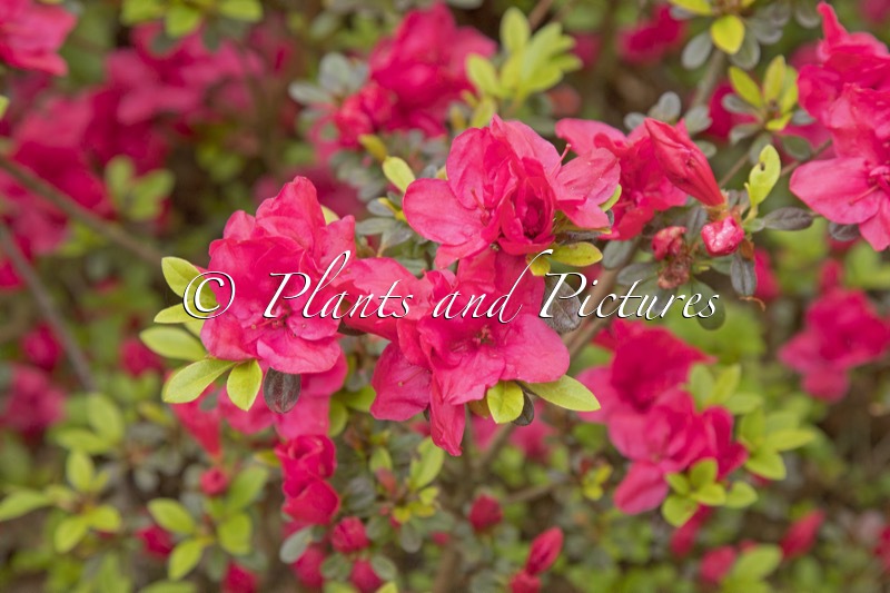 Rhododendron ‘Moederkensdag’