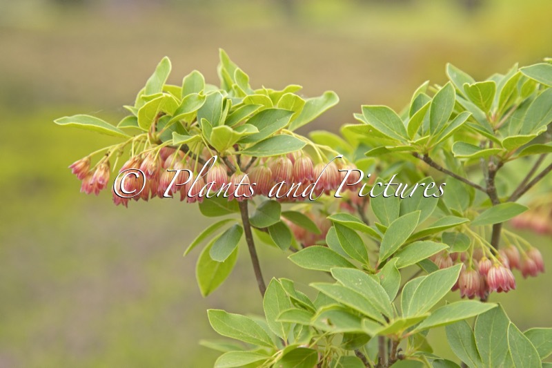 Enkianthus campanulatus ‘Red Bells’