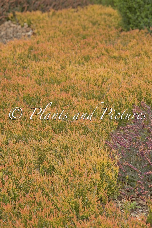Calluna vulgaris ‘Boskoop’