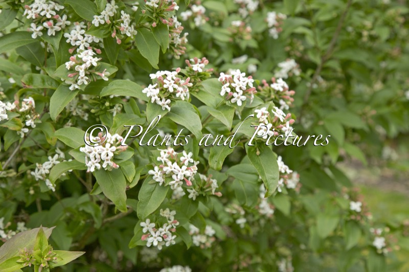 Abelia mosanensis