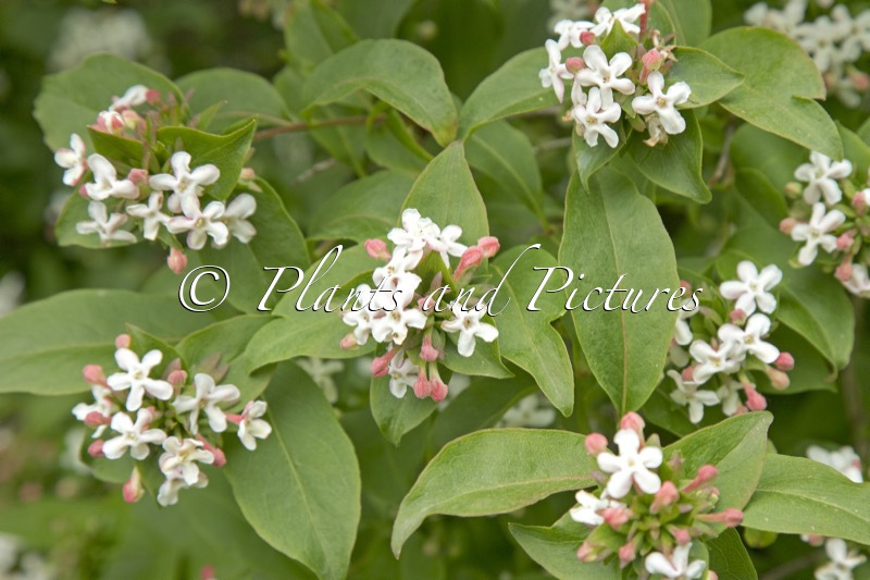 Abelia mosanensis