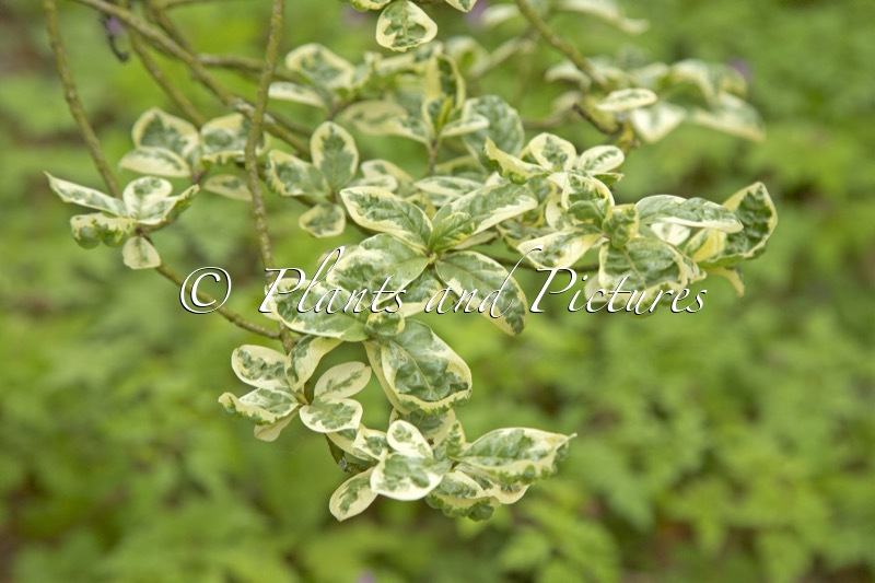 Orixa japonica ‘Variegata’