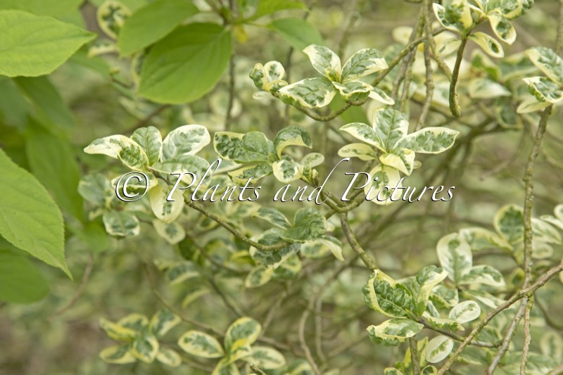 Orixa japonica ‘Variegata’