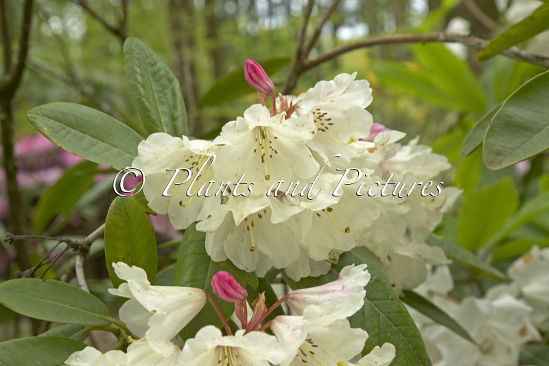 Rhododendron fortunei ‘China’