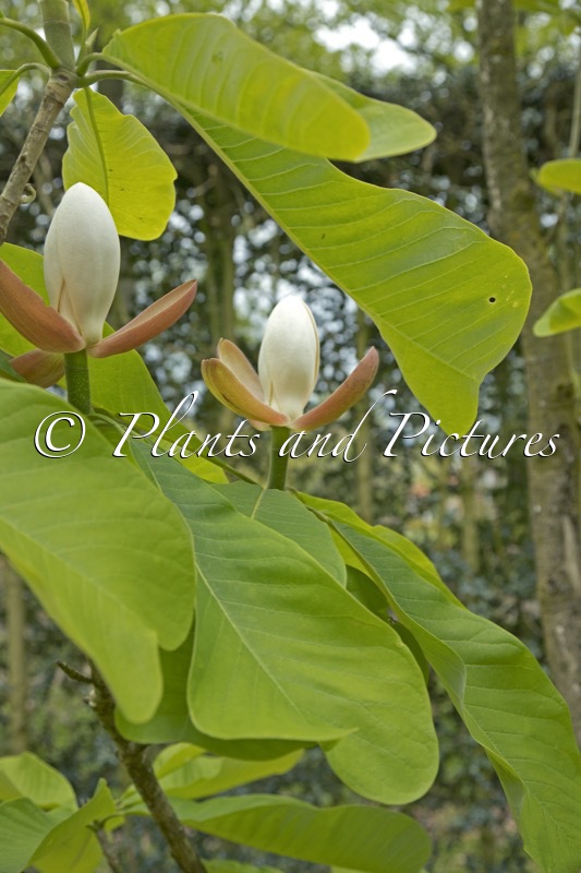 Magnolia officinalis var. biloba