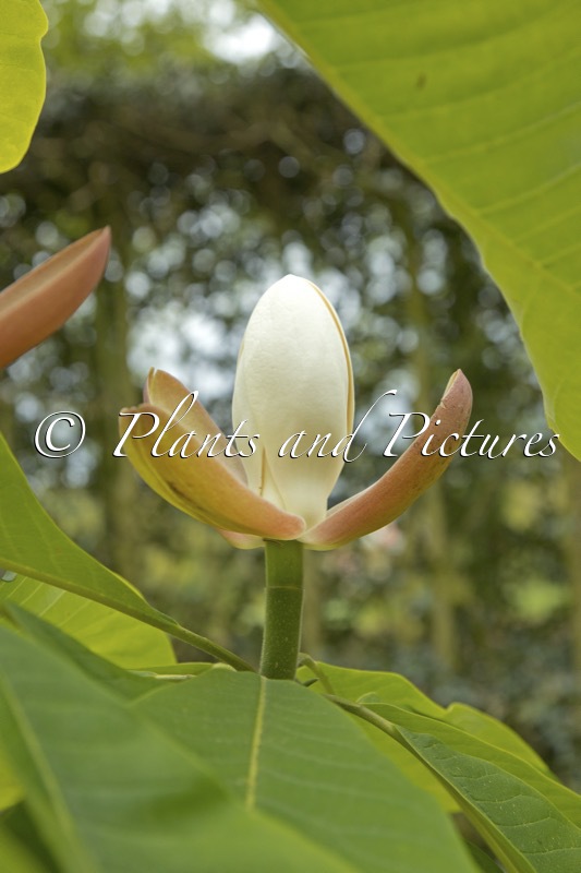 Magnolia officinalis var. biloba