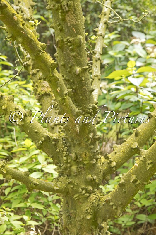 Zanthoxylum simulans