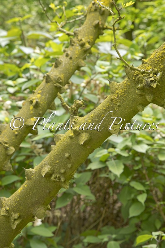 Zanthoxylum simulans