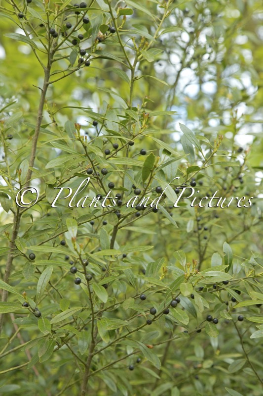 Ilex glabra