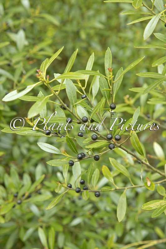 Ilex glabra