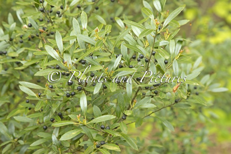 Ilex glabra