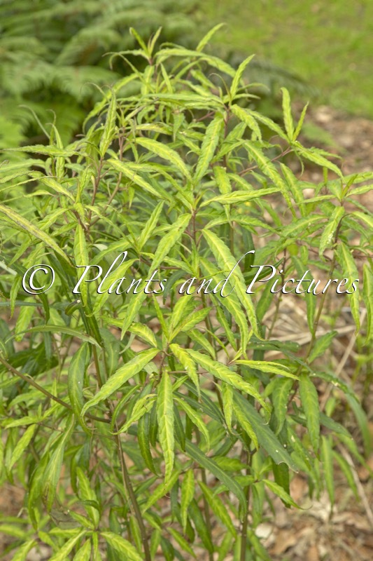 Helwingia chinensis ‘Raulston Queen’
