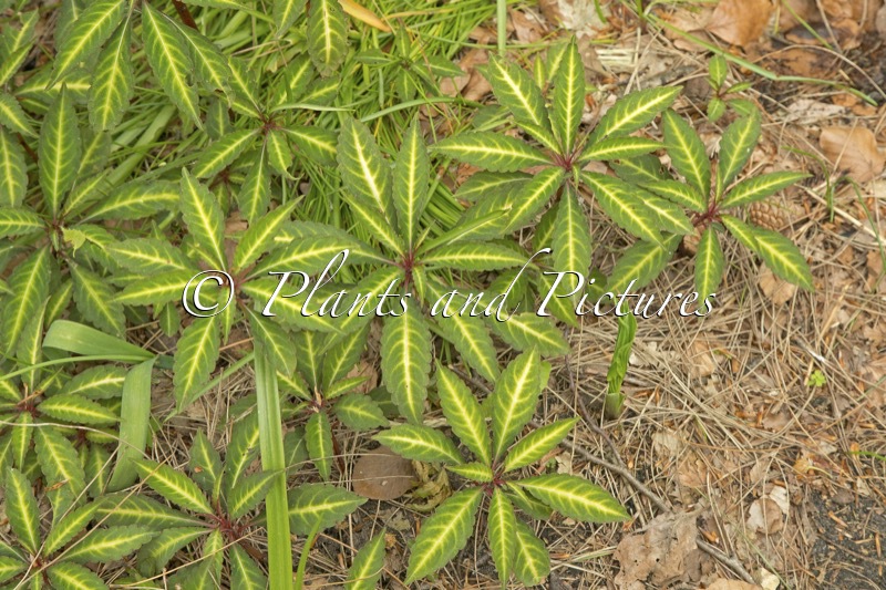 Impatiens omeiana