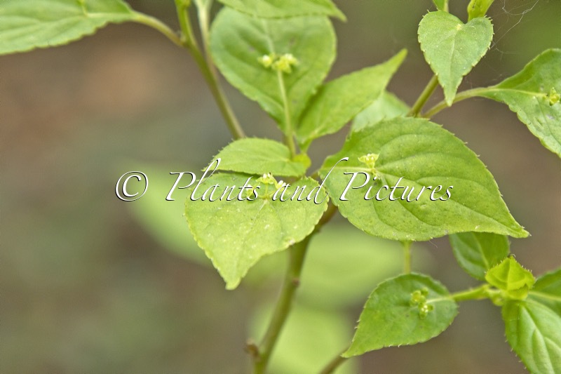 Helwingia japonica