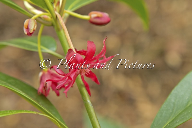 Illicium ‘Woodland Ruby’