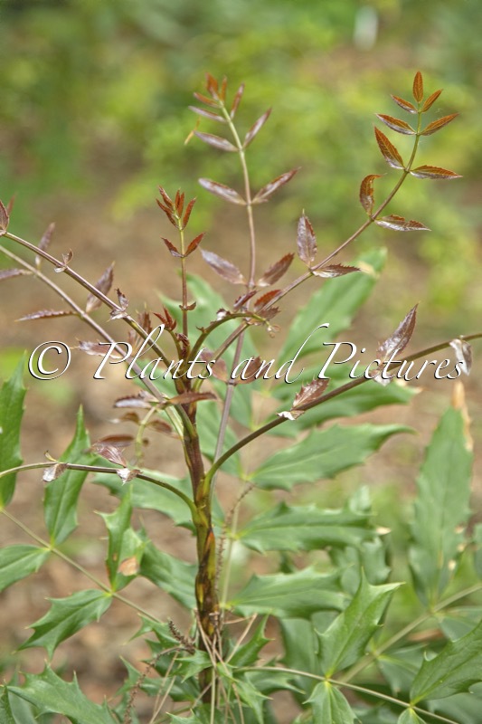 Mahonia huiliensis