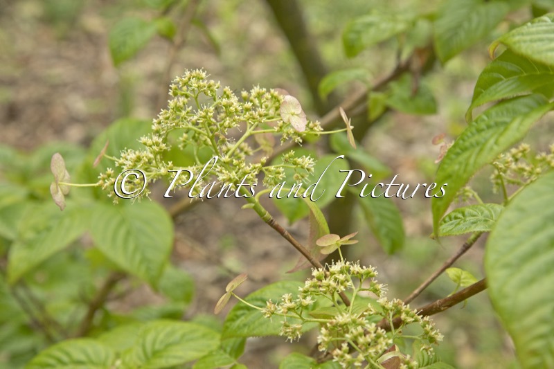 Hydrangea anomala ‘Crûg Coral’