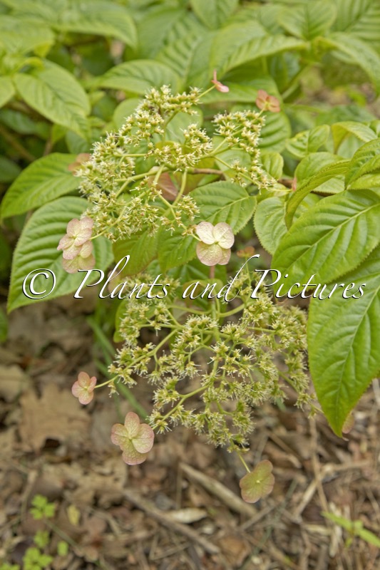 Hydrangea anomala ‘Crûg Coral’