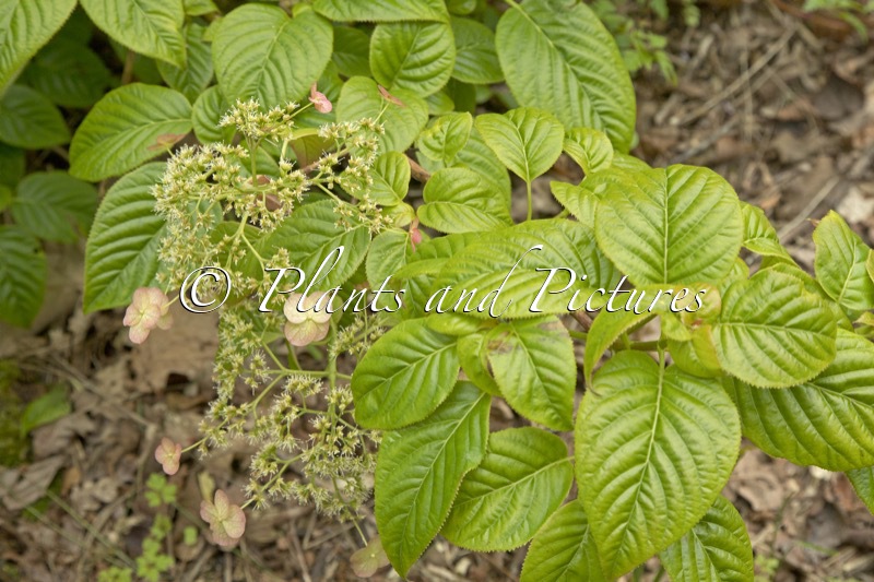 Hydrangea anomala ‘Crûg Coral’