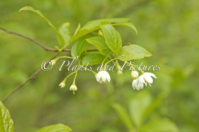 Sinojackia xylocarpa