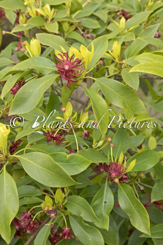 Illicium floridanum