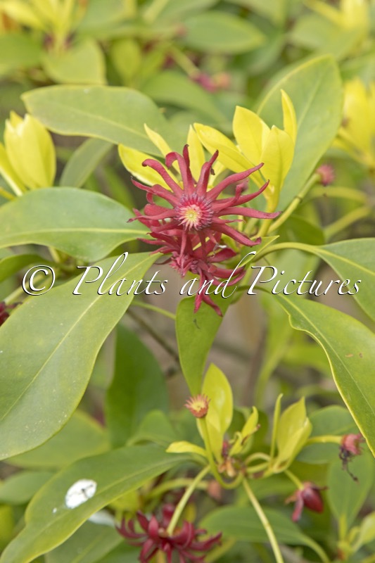 Illicium floridanum